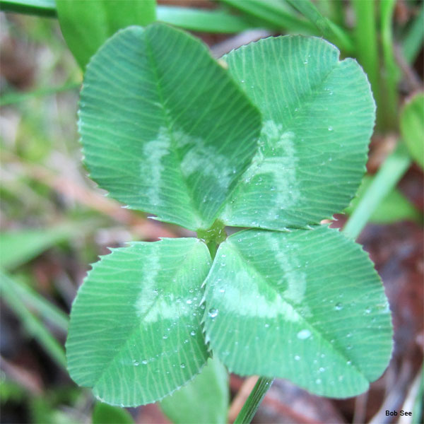 Your Lucky Day by Bob See